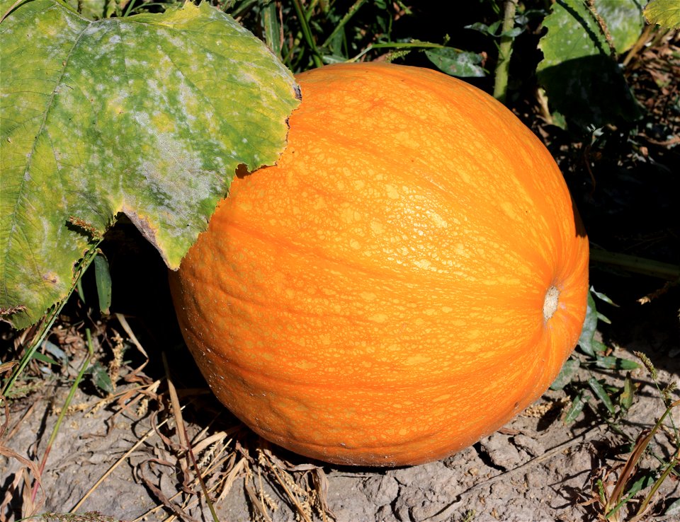 Pumpkin. Ukraine, Vinnytsia Oblast, Vinnytsia Raion.