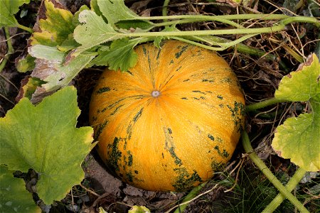 Pumpkin (Cucurbita pepo) photo
