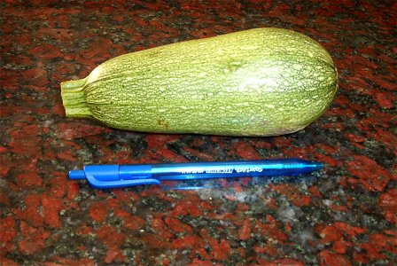 Zapallito largo comprado en el mercado, nombre científico Cucurbita pepo 'Zucchini Grey', si bien se llama "zucchini" pertenece al grupo Vegetable Marrow (como definido en Paris 1986).
Compra en el pr