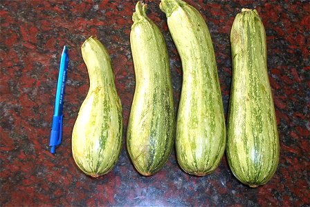 Zapallitos pertenecientes a Cucurbita pepo Vegetable Marrow group (definido en Paris 1986). En Argentina identificados como "zucchini" o "zuquini", si bien no son de ese grupo cultivar sino del mencio