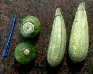 Las dos variedades de "zapallitos" (zapallos que se cosechan y consumen inmaduros) que se consiguen en el mercado de la zona metropolitana de Buenos Aires y alrededores, comprados a fines de noviembre