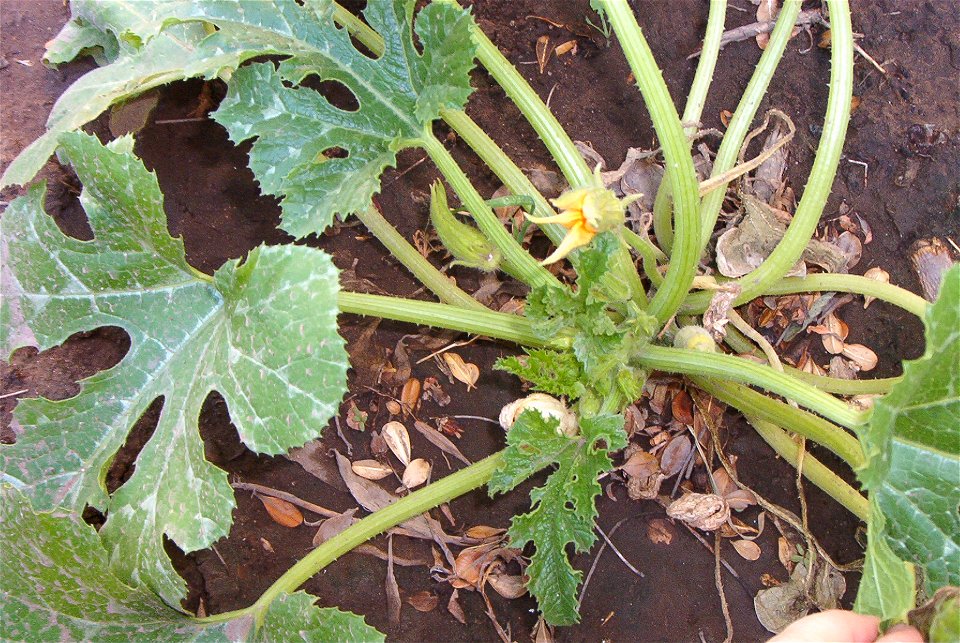Típica planta compacta (arbustiva, "de tronco") de cucurbitácea. Detalle de los nudos muy cortos de los que se originan las hojas.
Cucurbita pepo 'Zucchini Grey' o "Zapallito alargado de Génova" de la
