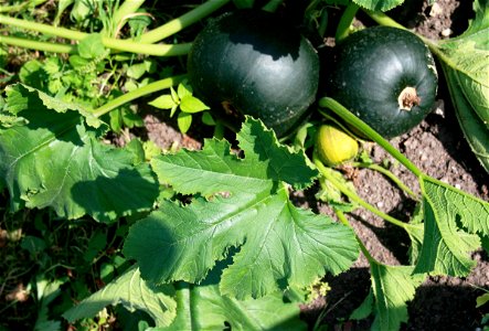 Varieta of zucchini, Jaroměř, Czech Republic