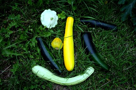 Several different kinds of zucchini and pattypan squash, Jaroměř, Czech Republic