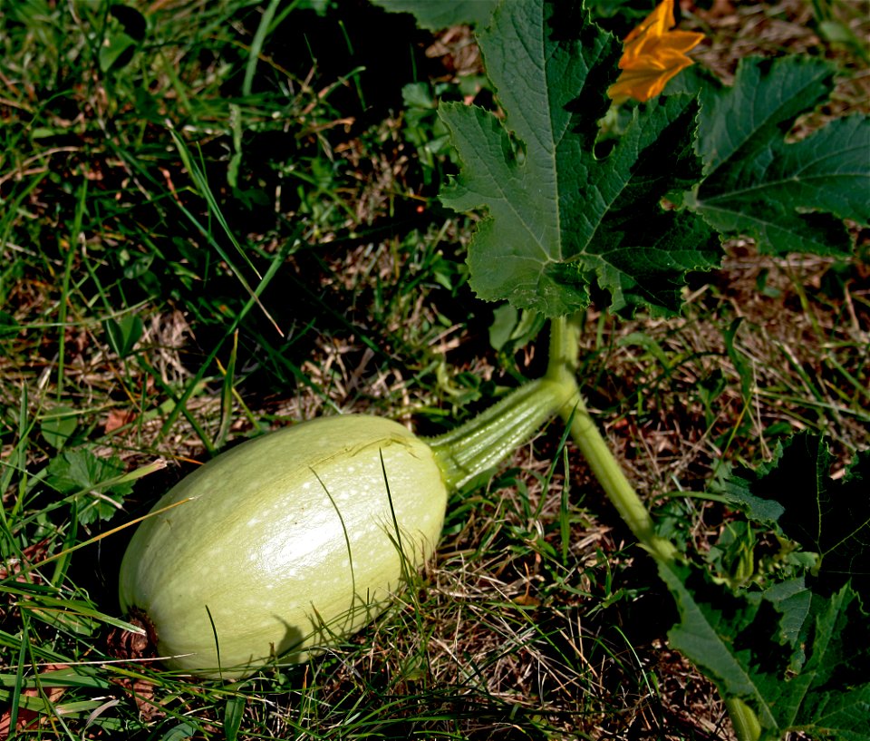 Varieta of zucchini, Jaroměř, Czech Republic
