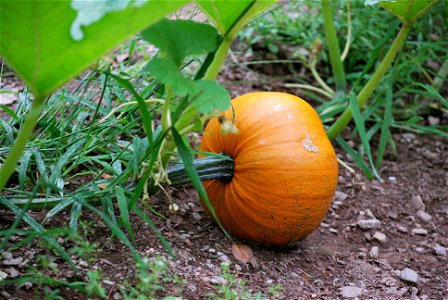 A maturing Cucurbita pepo fruit (cultivar "New England Pie").