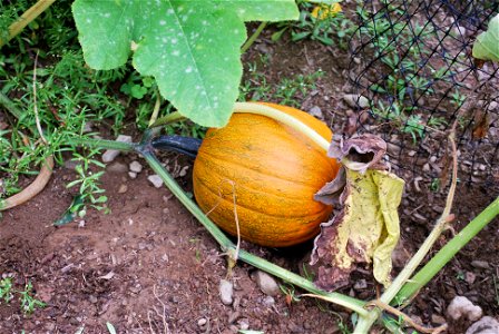 A maturing Cucurbita pepo fruit (cultivar "New England Pie").