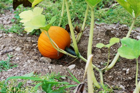 A maturing Cucurbita pepo fruit (cultivar "New England Pie").