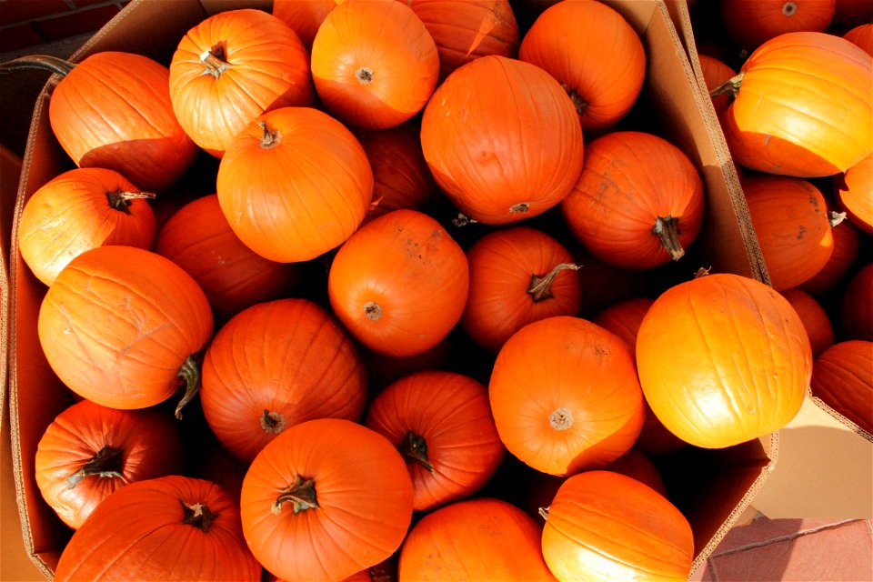 Pumpkins for sale
photography by russdionne.com