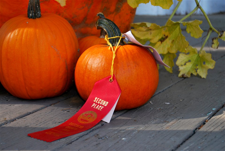 A high-quality Cucurbita pepo fruit specimen.