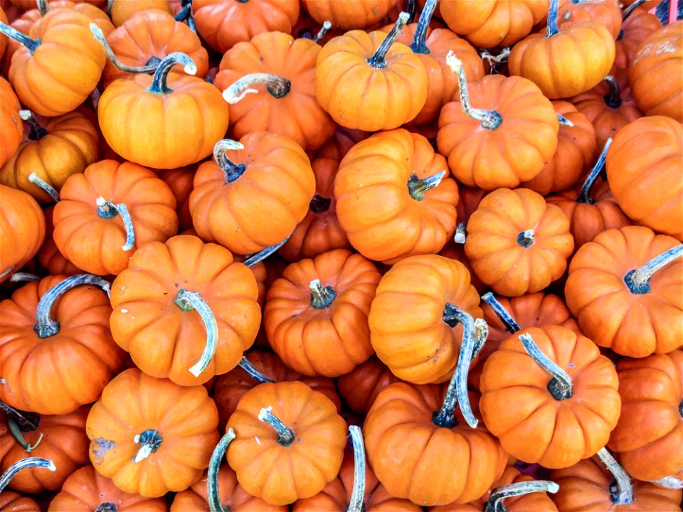 A bunch of "mini" pumpkins at an open-air farmers' market.