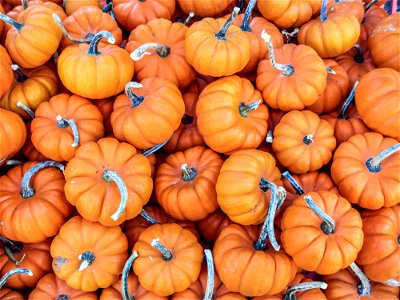 A bunch of "mini" pumpkins at an open-air farmers' market.