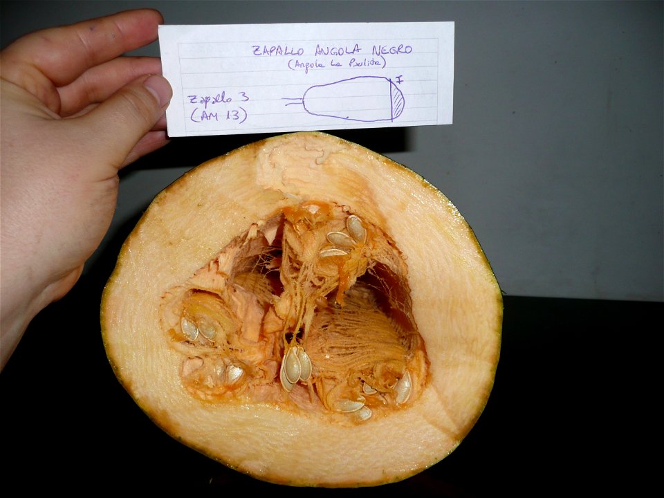 Cucurbita pepo "zapallo de Angola" semillería La Paulita. Harvested in march-april 2015 in Fortín Olavarría Buenos Aires province, Argentina.