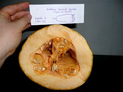 Cucurbita pepo "zapallo de Angola" semillería La Paulita. Harvested in march-april 2015 in Fortín Olavarría Buenos Aires province, Argentina.