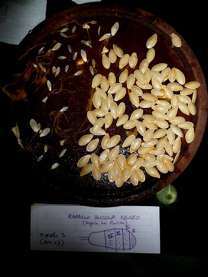 Cucurbita pepo "zapallo de Angola" semillería La Paulita. Harvested in march-april 2015 in Fortín Olavarría Buenos Aires province, Argentina.