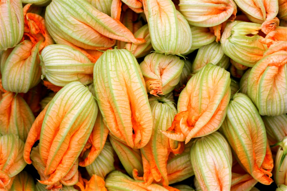 Fleurs de courgette