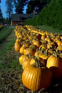 Pumpkins - from a farm in Tyngsboro, MA during fall 2007