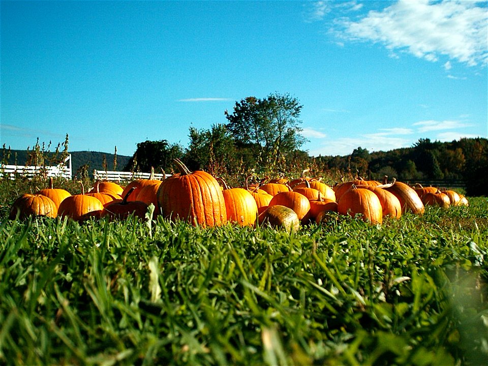 Pumpkins Hancock Shaker village 2417