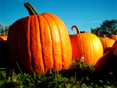 Pumpkins Hancock Shaker village 2418