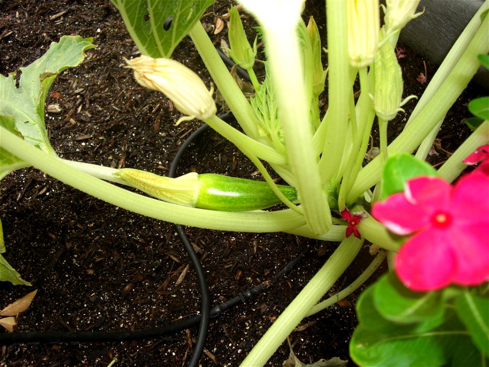 Zucchini plant with new fruit and flower in Chandler, Arizona.