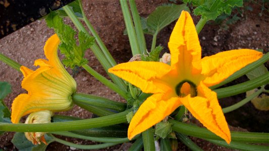 Flower of the zucchini plant.