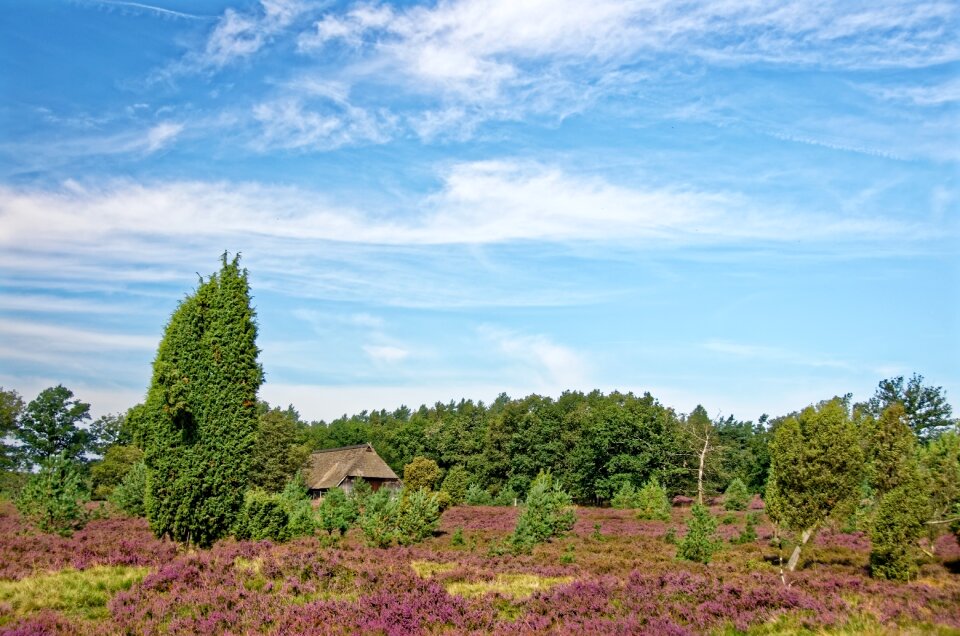 Heather nature reserve plant