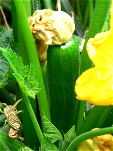 Zucchinipflanze mit weiblicher Blüte(hier schon vertrocknet)auf der jungen Zucchini