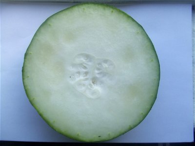 Benincasa hispida, slice bought at a Chinese supermarket, West-Kruiskade, Rotterdam, The Netherlands