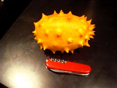 Cucumis metuliferus, known as kiwano