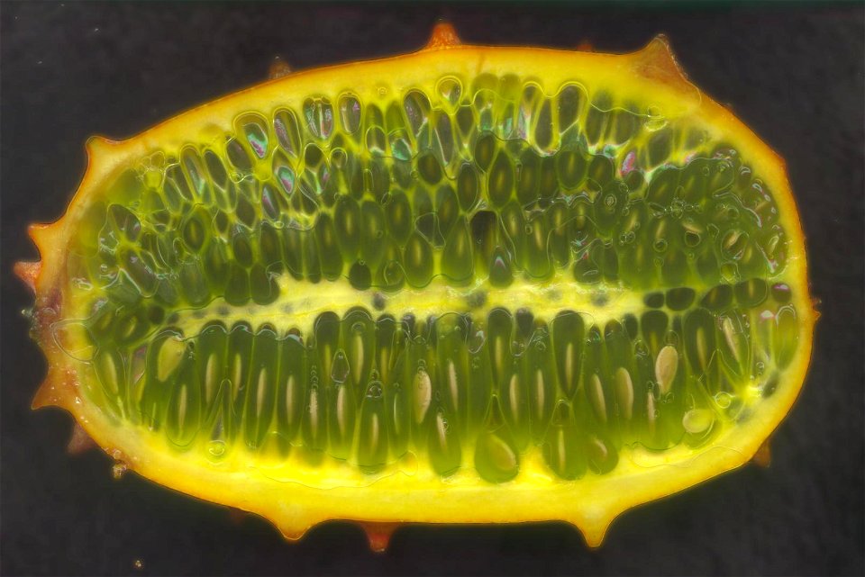 Horned Melon sliced longitudinally. Photograph 17 April 2004 by ForteTwo