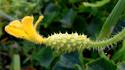 A female flower of a kiwano vine.