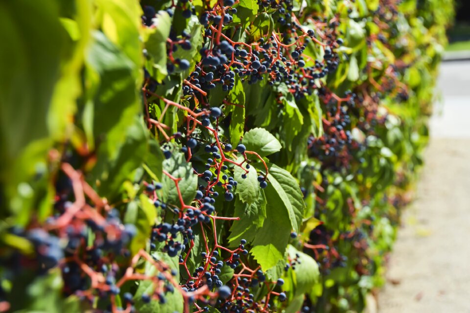 Wine grapes background