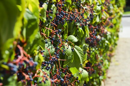 Wine grapes background