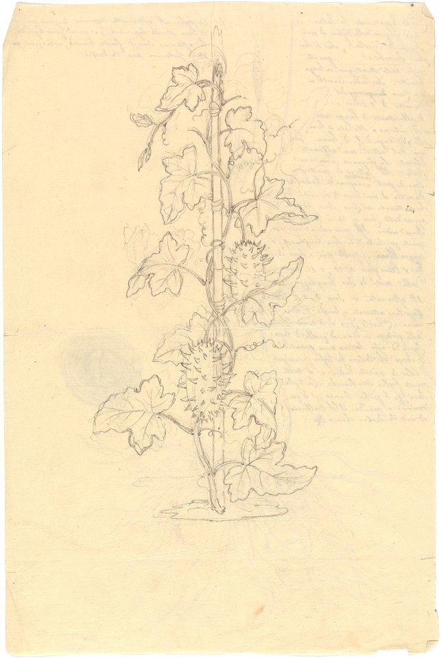 Cucumis Metuliferus title QS:P1476,en:"Cucumis Metuliferus "
label QS:Len,"Cucumis Metuliferus "