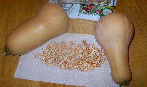 Butternut Squash with dried seeds. Original digital Photo by Pen Colodny 26Oct2005