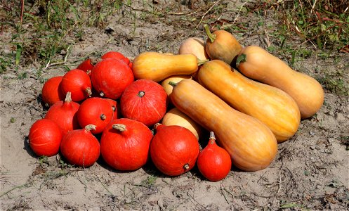 Squashes Cucurbita maxima (red) and butternut squashes Cucurbita moschata (yellow-orange), ripe fruits. Ukraine, Vinnytsia rajon.