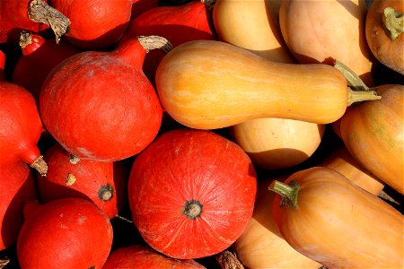 Squashes Cucurbita maxima (red) and butternut squashes Cucurbita moschata (yellow-orange), ripe fruits. Ukraine, Vinnytsia rajon. photo