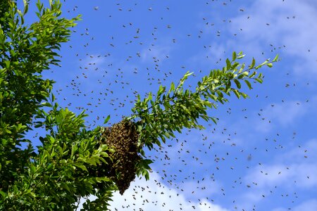 Wild hive honey bees