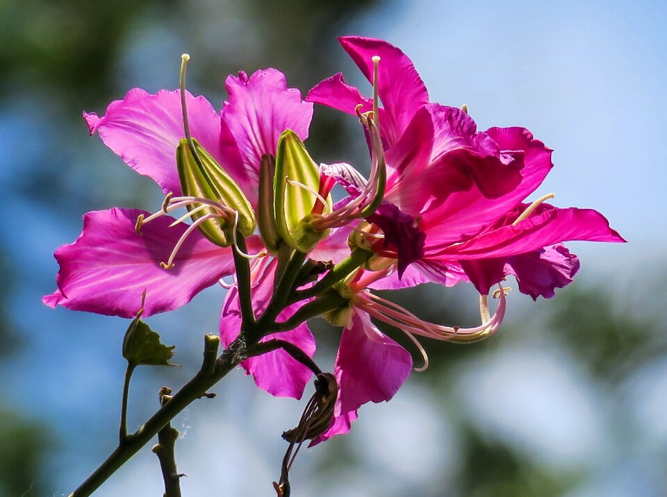 Fuchsia nature flower