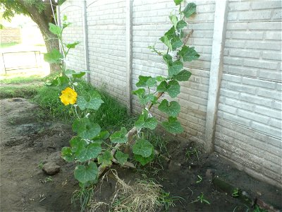 Fortín Olavarría, Buenos Aires province, Argentina.