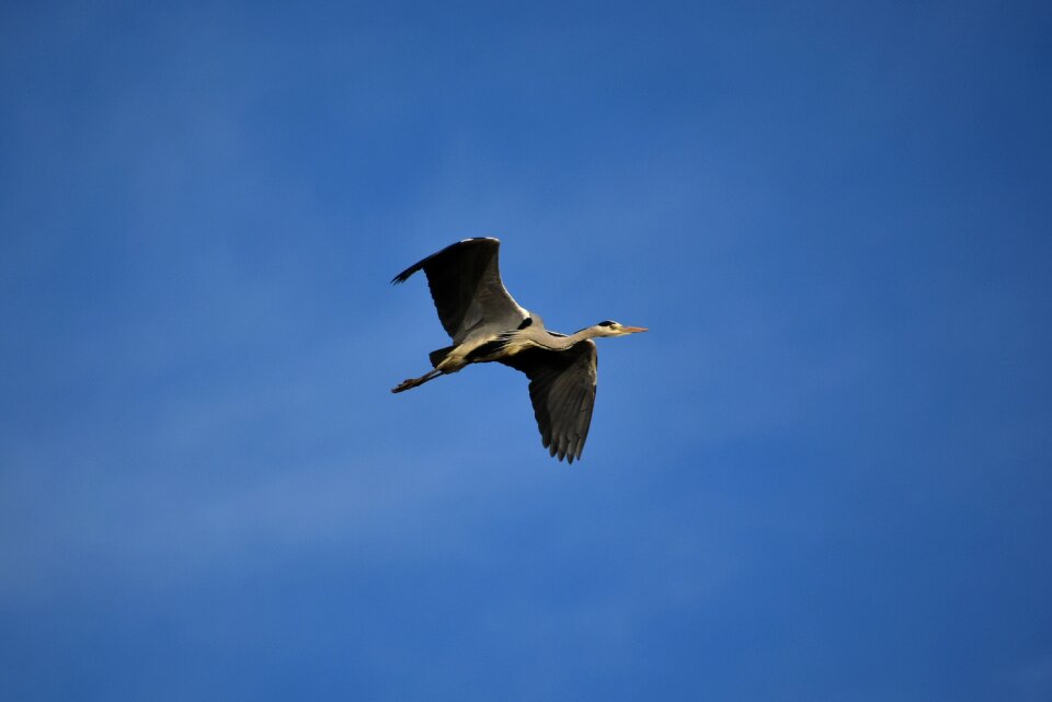 Wild birds heron gray heron