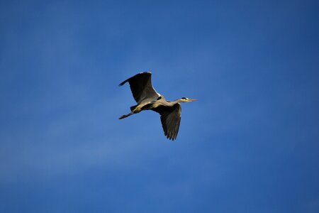 Wild birds heron gray heron photo