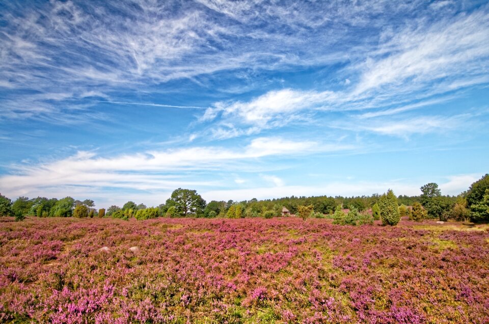 Heather nature reserve plant