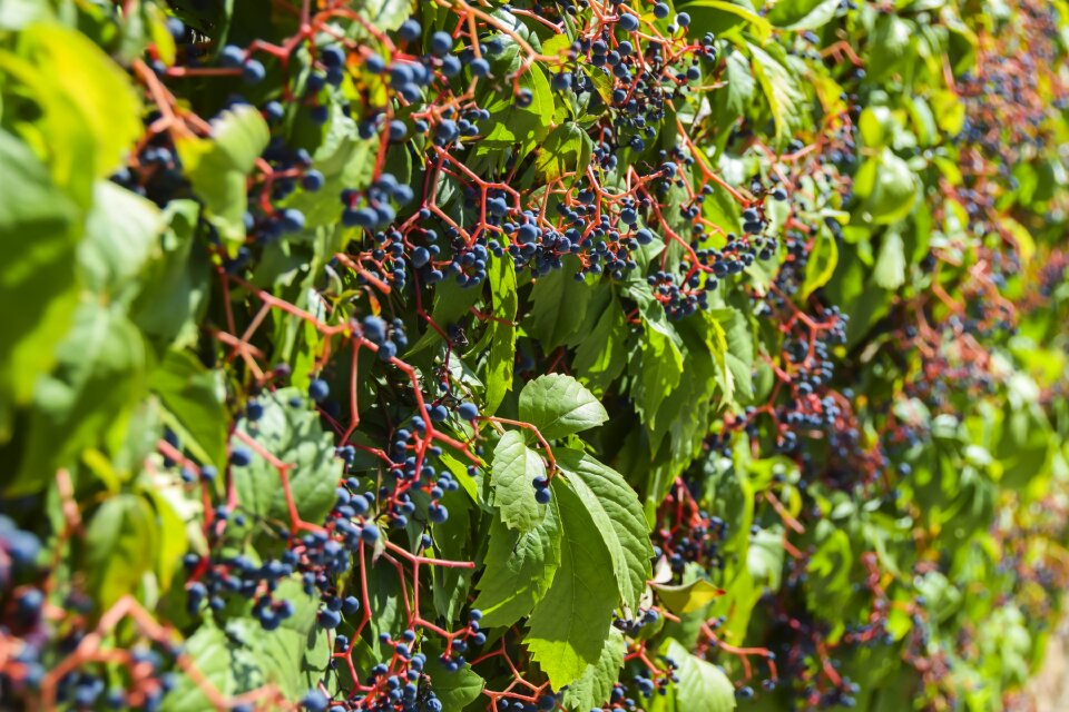 Wine grapes background