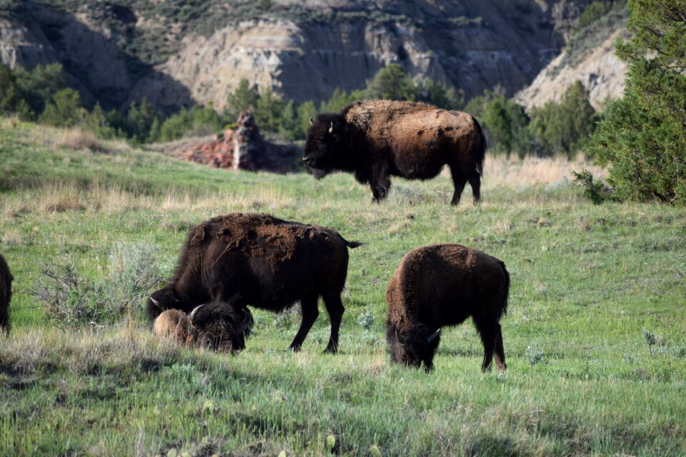 Buffalo bison wildlife