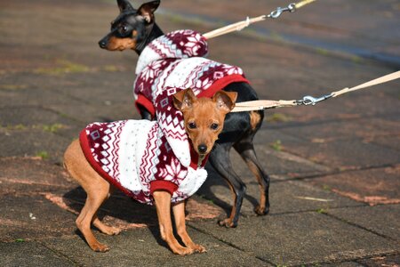 Miniature pinscher german dog clothes