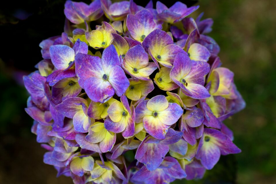 Hydrangea nature purple photo