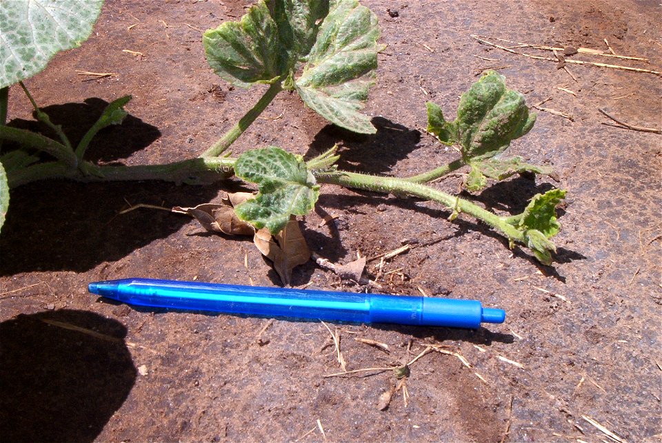 Cucurbita moschata Bell group (='Butternut' type)- shoot growing appresed against the ground (no decumbent). Compare with Cucurbita maxima and its decumbent shoot.