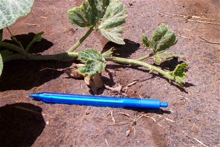 Cucurbita moschata Bell group (='Butternut' type)- shoot growing appresed against the ground (no decumbent). Compare with Cucurbita maxima and its decumbent shoot.