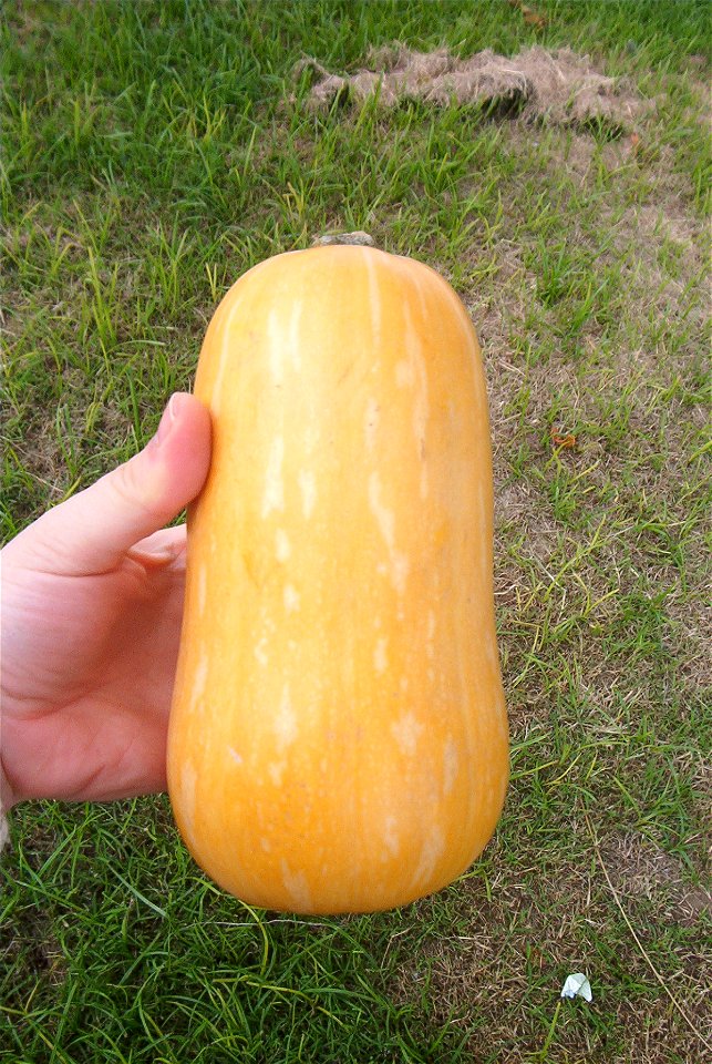 Cucurbita moschata Bell type - cultivar with light mottled stripes picture A.
At market in Fortín Olavarría, partido de Rivadavia, provincia de Buens Aires, Argentina, 24/02/2014.